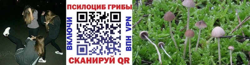 Псилоцибиновые грибы Psilocybe  omg ТОР  Чёрмоз  купить  